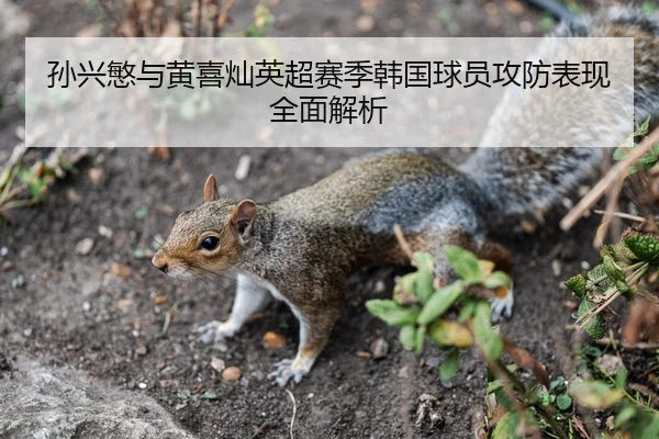 孙兴慜与黄喜灿英超赛季韩国球员攻防表现全面解析